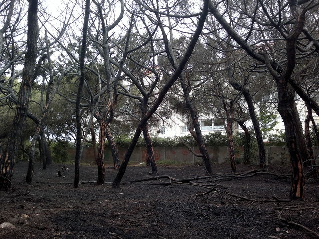 Parte de la pineda de Llevant Mar (Gav� Mar) despu�s de ser quemada en un incendio (19 Mayo 2012)